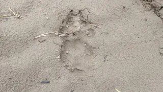 В «Клязьминско-Лухском» заказнике обнаружили следы волков у озера Малое Гаравы