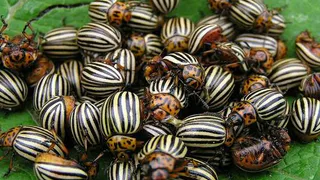 Готовимся: нас ждет нашествие колорадского жука