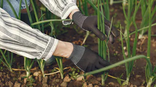 Посыпала на грядку в начале июня — и луковой мухи нет все лето: на луке ни единого желтого перышка за сезон