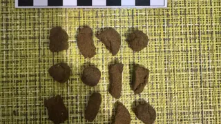 В Коми наркополицейские с поличным задержали сбытчика гашиша