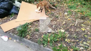 Жители Рязани заметили лису в центре города