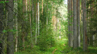 Полная отмена Бабьего лета: синоптики объявила о небывалой осени в 2025