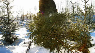 Перед повогодними праздниками в Пензенской области усилят охрану хвойных деревьев