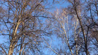 Во вторник в Рязани похолодает до -6 градусов