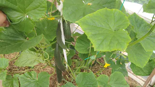 Растворяю таблетку в воде и наслаждаюсь свежими огурцами до самых заморозков: простая подкормка для богатого урожая