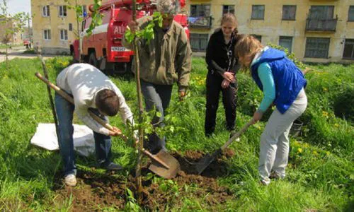 В Нижнекамске высадили 5 тысяч деревьев