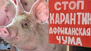 Запрещен ввоз свиноводческой продукции из Белоруссии