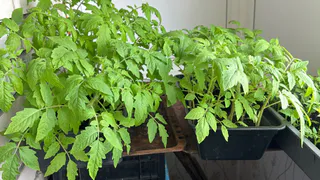 Сажаю помидоры под зиму, а весной получаю крепкую и здоровую рассаду без каких-либо усилий - делюсь методом