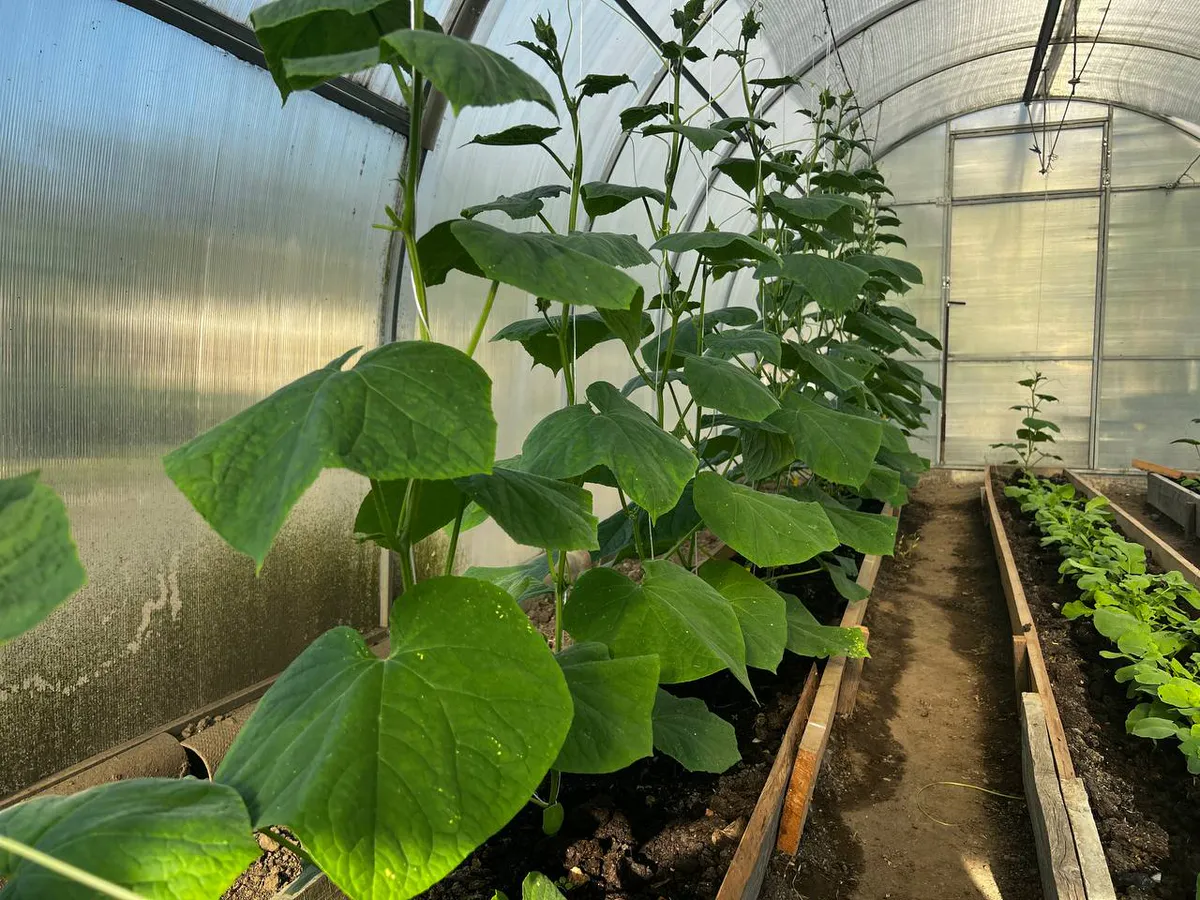 1 ст. ложку на ведро – и опрыскиваем огурцы: завязей больше в сто раз – урожай впечатляет