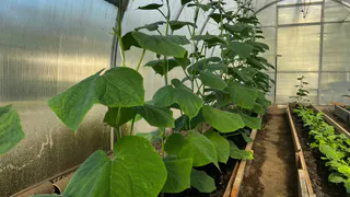 Огурцы с помидорами устанете есть и закатывать: дырявый стакан на грядках — лайфхак от эксперта