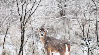 Минприроды Рязанской области приступило к мониторингу диких животных