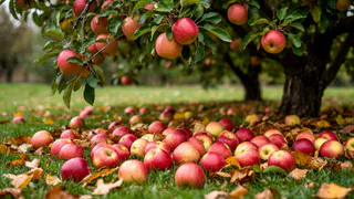 Больше не ношу на свалку: соседка научила - как опавшая листва и падалица могут принести огромную пользу