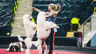 От чего отказывается цирковой артист ради шоу