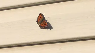 17 апреля в Рязанской области потеплеет до +17 градусов