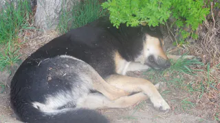 Опасность: на Южном овчарка напала на ребёнка