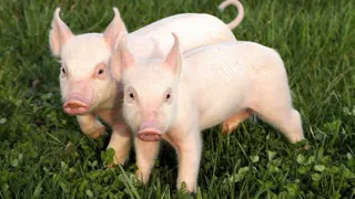 В Нижнекамском районе украли поросят