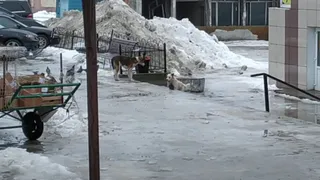 Николай Виткевич показал стаи бродячих собак на советском рынке