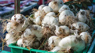 Эффективные методы подкормки чеснока для максимального урожая