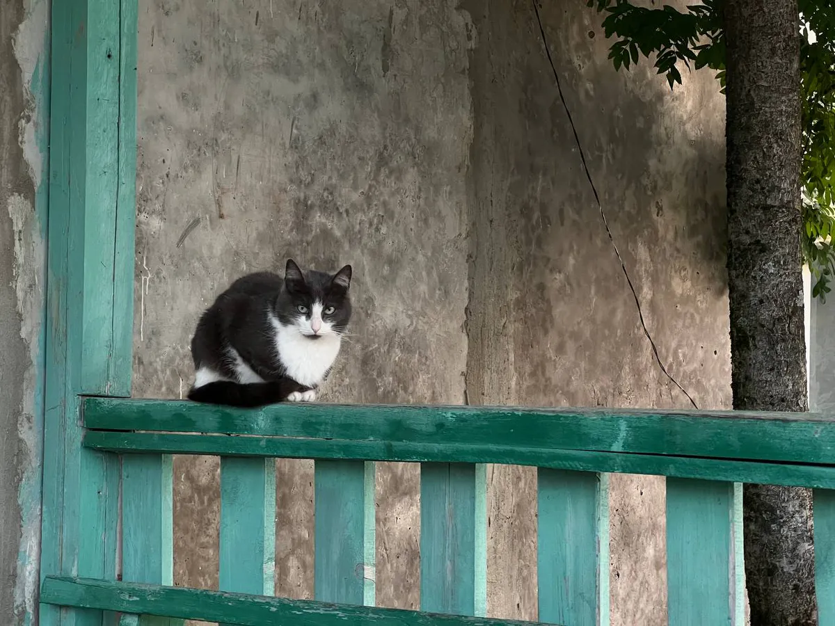 "Не кормите этим кошек": в Роскачестве назвали самые плохие марки корма для питомцев