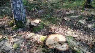 Жителя Нижегородской области будут судить за вырубку 22 берёз в лесу Гороховецкого района
