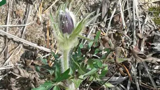 В лесах Пензы созрела земляника и распустились подснежники