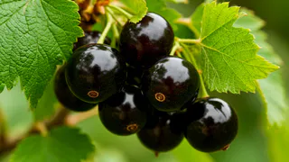 После такого «опудривания» в августе-сентябре смородина будет с 5 рублёвую монету: сухая смесь, которая избавит от всех вредителей