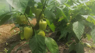 2 таблетки на 1 литр — рассада станет крепчать на глазах: перцы с томатами будут мощными и здоровыми