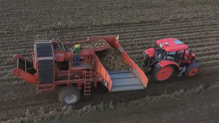 Урожай картофеля в Чувашии побил прошлогодние рекорды: названы районы-лидеры и передовые хозяйства