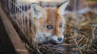 Драма в новом зоопарке Рязани: сбежал енот, лебедь лишился пары