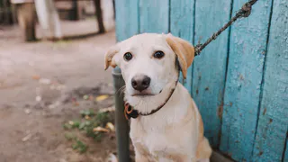 Дай лапку: Снежок, Нила и Гера ждут своих хозяев