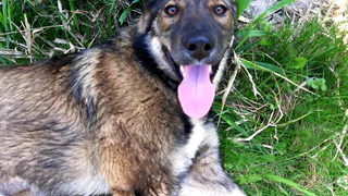 Дай лапку: Рокки, Лара и Малыш в поисках хозяев