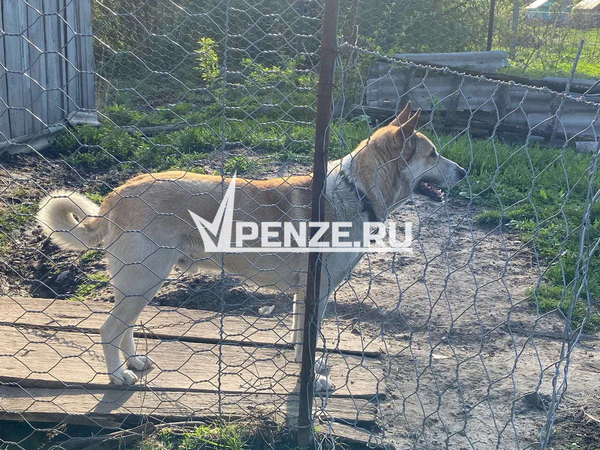 Бездомных собак в Пензе ловят 3 человека
