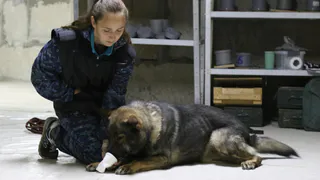 В Сыктывкаре прошли масштабные сборы полицейских кинологов
