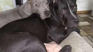 Будьте осторожны: в Рязани в районе Московского бегают два агрессивных питбуля