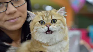 Рязанец душил кошку на глазах у прохожих