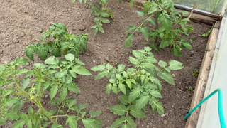 Томаты зацвели — сразу приношу в теплицу 1 вещь — забудете о пустоцветах, все кусты покроются завязями