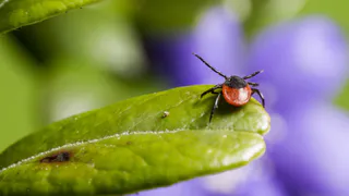 В регионе за прошлую неделю к врачам обратились 150 человек с укусами клещей