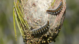 Жителей Рязани призывают на борьбу с непарным шелкопрядом