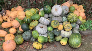 В Пензенской области поставили план по сбору 5,7 млн тонн урожая