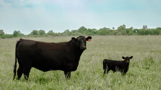 «Мираторг» сообщил, что с радостью вырастит себе конкурентов в сфере мясного скотоводства