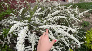 Посадила и не нарадуюсь: лучшие многолетники для сада, которые цветут все лето - завидуют все соседи  