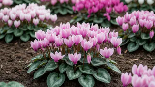 Идеальный цветок для сада - непрерывно радует с апреля по конец октября: его мало в наших садах - и зря