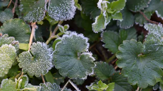 Лето, пока: в центральные регионы России пришли ночные заморозки