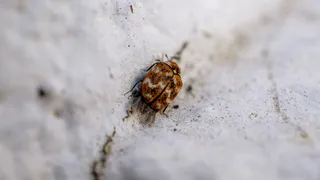 Клещи проснулись раньше срока в Челябинской области из-за аномально теплой зимы