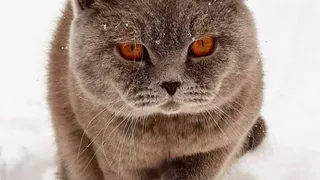 Почти тридцать котиков за раз: фотоподборка с конкурса "Мартовский кот"