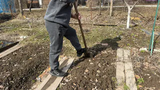 Не навоз, не зола: подкармливаю смородину черную в октябре этим бюджетным аптечным средством - ягоды сладкие и крупные