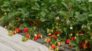 Чем стоит лучше подкормить клубнику в июне 2024, чтобы ягод было очень много