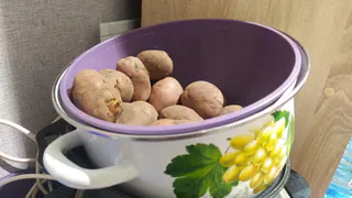 В Коми запатентовали сорт картофеля «Печорский», выведенный для сурового климата