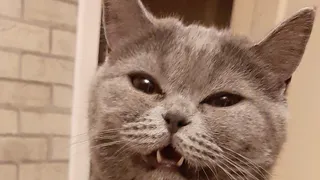 Более 10 тысяч лайков: как проходит голосование в конкурсе "Мартовский кот"