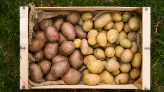 Посадил картошку под картоном - урожай вымахал такой, что теперь всегда выращиваю картофель только так